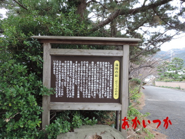 磔の松 磔の松